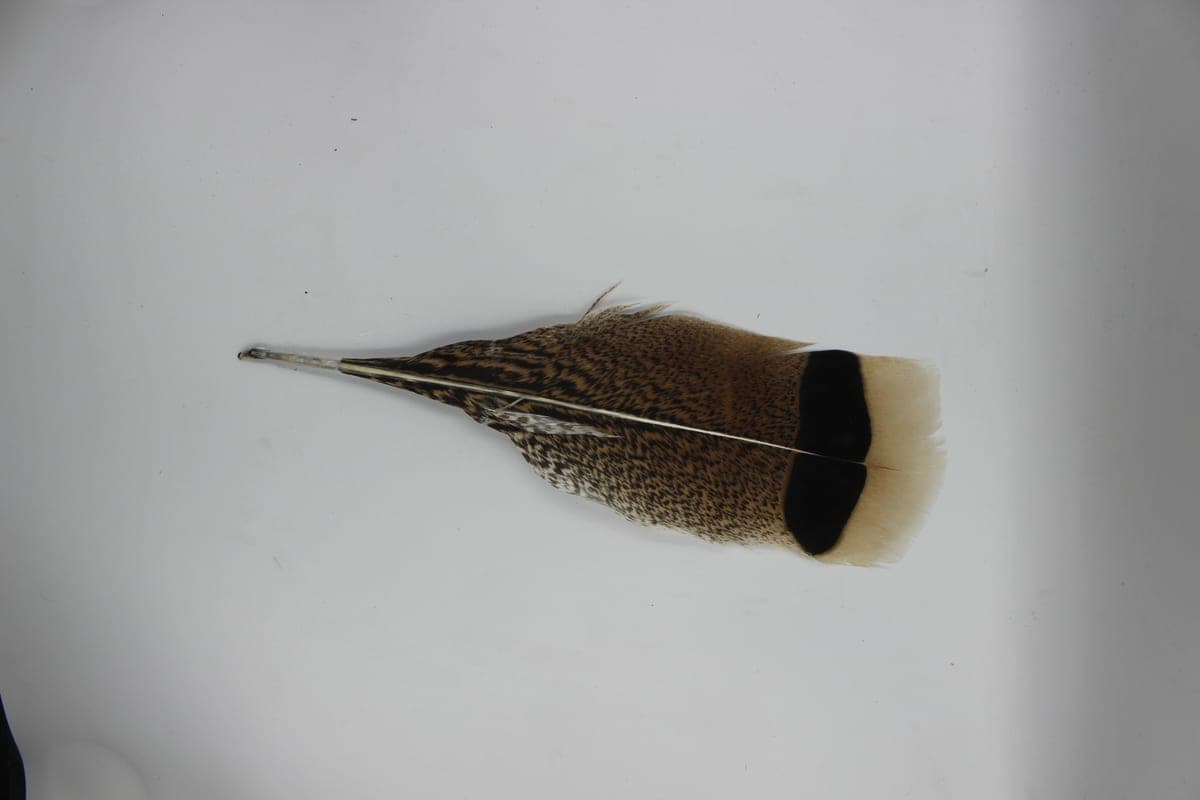 Pluma de Bombero