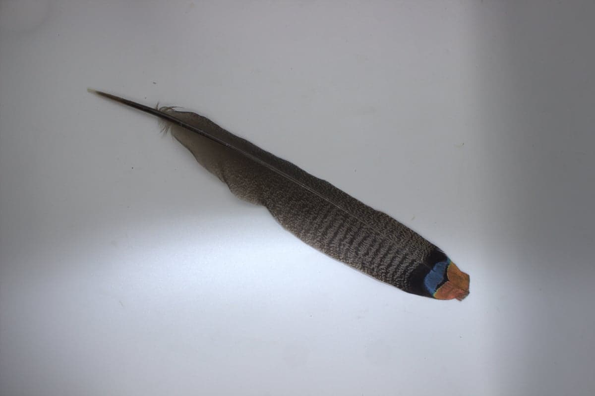 Pluma de Bombero