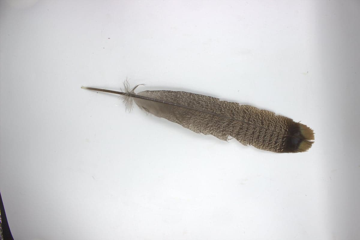 Pluma de Bombero