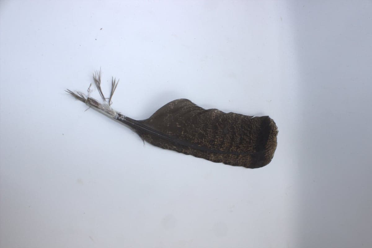 Pluma de Bombero
